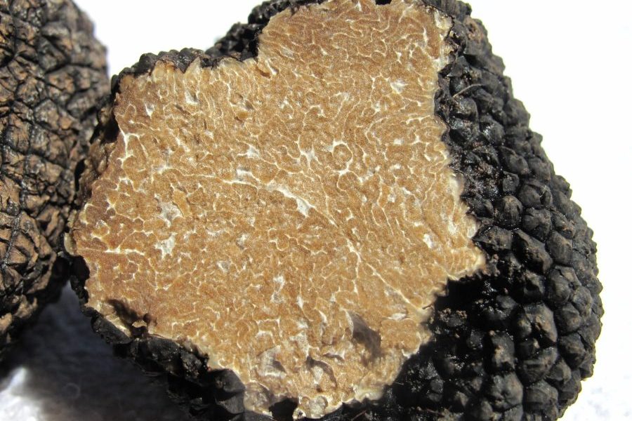 Tartufo in Piemonte: info, curiosità e itinerari